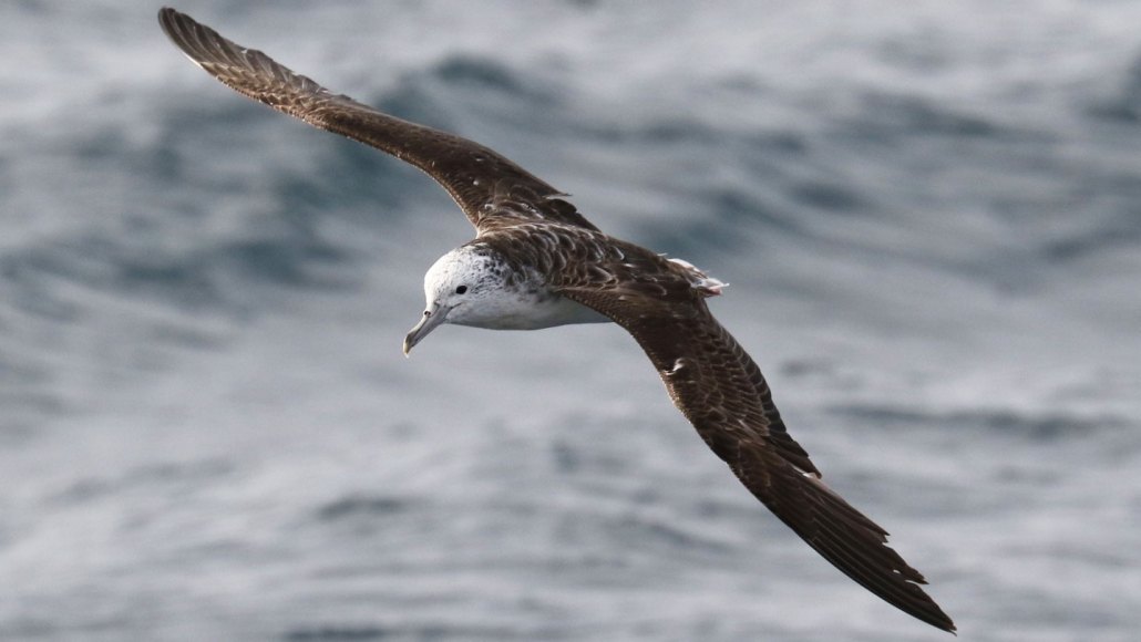 A brown bird with a white head is centered in the photo as it flies over seawater in the open ocean.