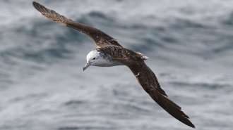 A brown bird with a white head is centered in the photo as it flies over seawater in the open ocean.