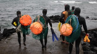 Image of Haenyeo divers entering the water of Jeju Island