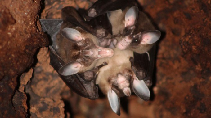 image of spectral bats huddled in a ball