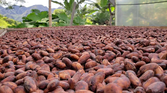 A field of dark brown fermented cocoa beans dries in the sun on a Colombian cocoa farm after yeast and bacteria have fermented them to produce rich chocolate flavored with fruit, flowers and other notes. Palm trees and mountains are visible in the background.