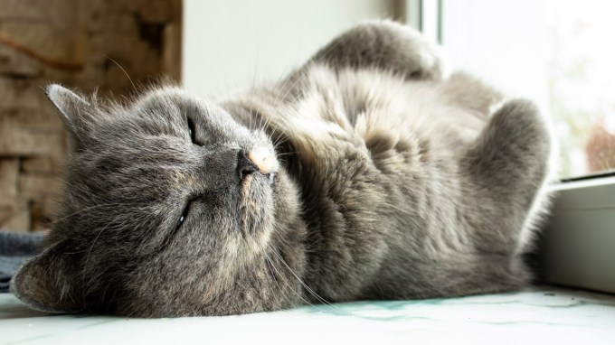 An old gray cat lies on its side next to a window.