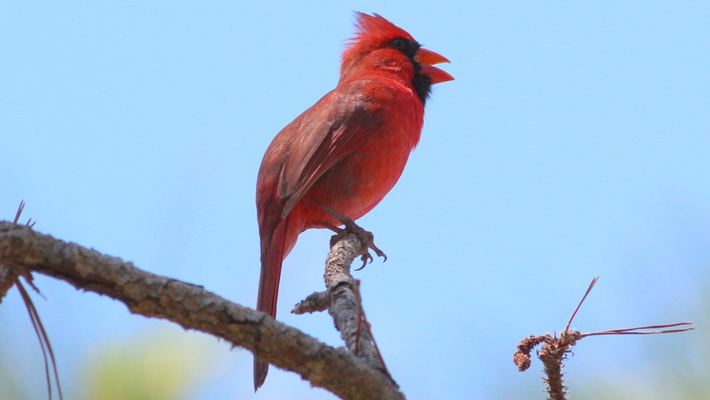 An image of a male cardinal singing