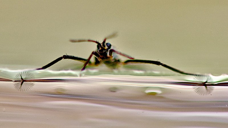 A closeup of a ripple bug on top of the water shows fan structures on its feet below the surface.