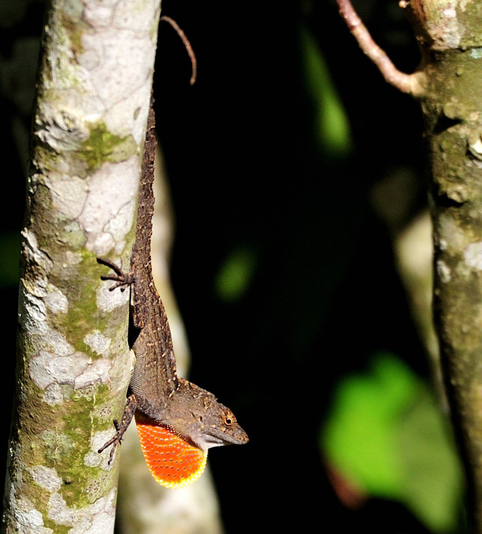 A brown anole lizard perches head down on the trunk of a tree. Its orange neck pouch is flared out.
