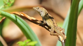 a brown anole lizard rests on a plant with green leaves in the background