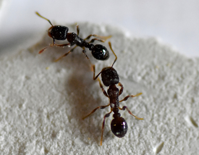 Two dark-colored ants stand next to each other on a pale, mottled surface.