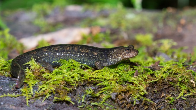 A dark, speckled black-bellied salamander with shiny skin rests on bright green moss in a forest setting.