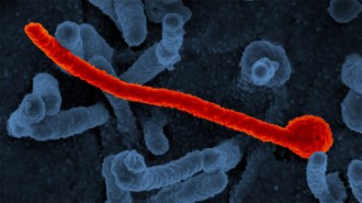 A colorized electron microscope image of the Ebola virus, shown as a long, red filamentous structure against a background of blue cell-like shapes.