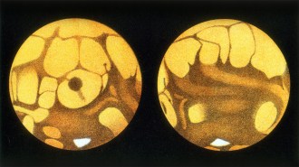 Two yellow orbs beside each other with smaller white blobs inside.