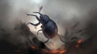 illustration of a weevil surviving fiery remains, like a phoenix