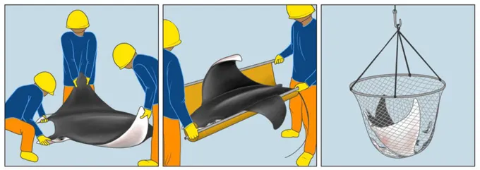 An illustration of the return of rays to the water by fishers without a stretcher