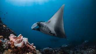 A giant manta ray in the Indian Ocean