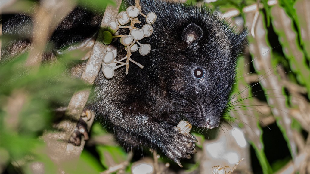 A black cloud rat holds a piece of food in its front paws while it chews on the end. The rat is sitting among branches and just its upper body is clearly visible.