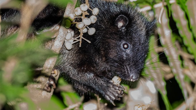A black cloud rat holds a piece of food in its front paws while it chews on the end. The rat is sitting among branches and just its upper body is clearly visible.