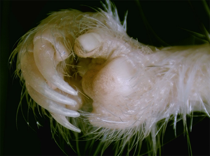 the image shows a close-up view of a kangaroo rat's right hand. the critter's hand is covered in white fur. It has long claws on four of its fingers while its thumb has a thumbnail.
