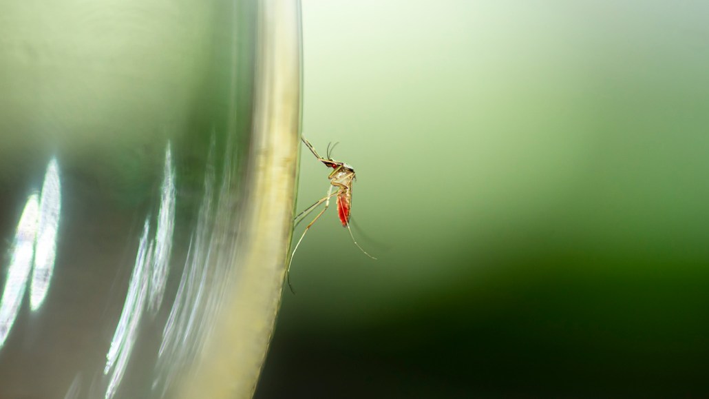 A mosquito with a red abdomen lands on the edge of a green glass.