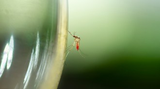 A mosquito with a red abdomen lands on the edge of a green glass.