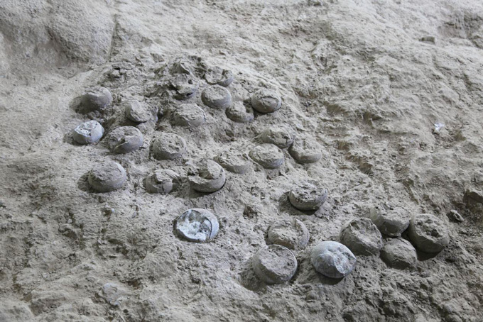 A photograph of a clutch of fossilized dinosaur eggs, showing white crystals inside the eggs.