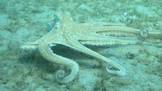 A pale, speckled octopus rests on the sandy seafloor, with some of its arms curled into tight spirals while others stretch outward.