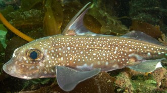 A close-up photo of a brown ghost shark with white spots along its body, large dark eyes and prominent fins, swimming near seaweed and rocks on the ocean floor.