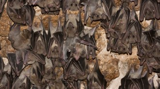 A large cluster of brown bats hang from the ceiling of a cave. Most of the bats appear to be awake. Their resistance to some viruses that are deadly to humans may have benefits for drug research.