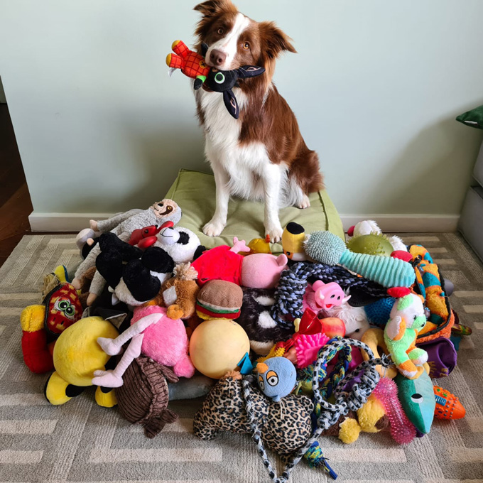 A brown and white dog sits behind a pile of dog toys, including many colorful plushies, and holds a rabbit-shaped toy with a black head and an orange body in her mouth.