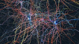 Colorful tendrils and spherical cell bodies of nerve cells fill a black space.