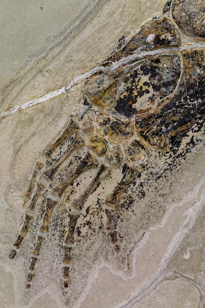 A close up image of the hand of the ancient reptile species