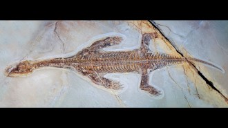 the unearthed skeleton of a plesiosaur