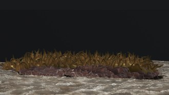 This illustration shows what some ancient animals might have looked like. Golden-brown squiggly projections cover its top and it's drawn lying atop of a punk bumpy surface.