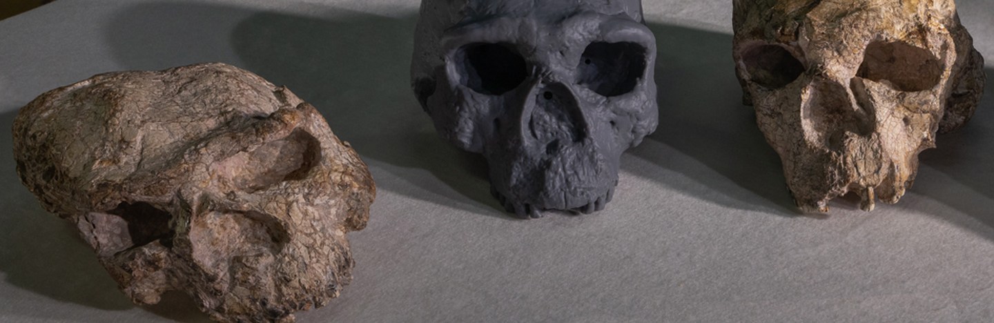Three skulls sit on a table. One fossil on the left is largely crushed. One on the right is slightly deformed. In the center, a gray reconstruction depicts what the one on the right would have originally looked like.