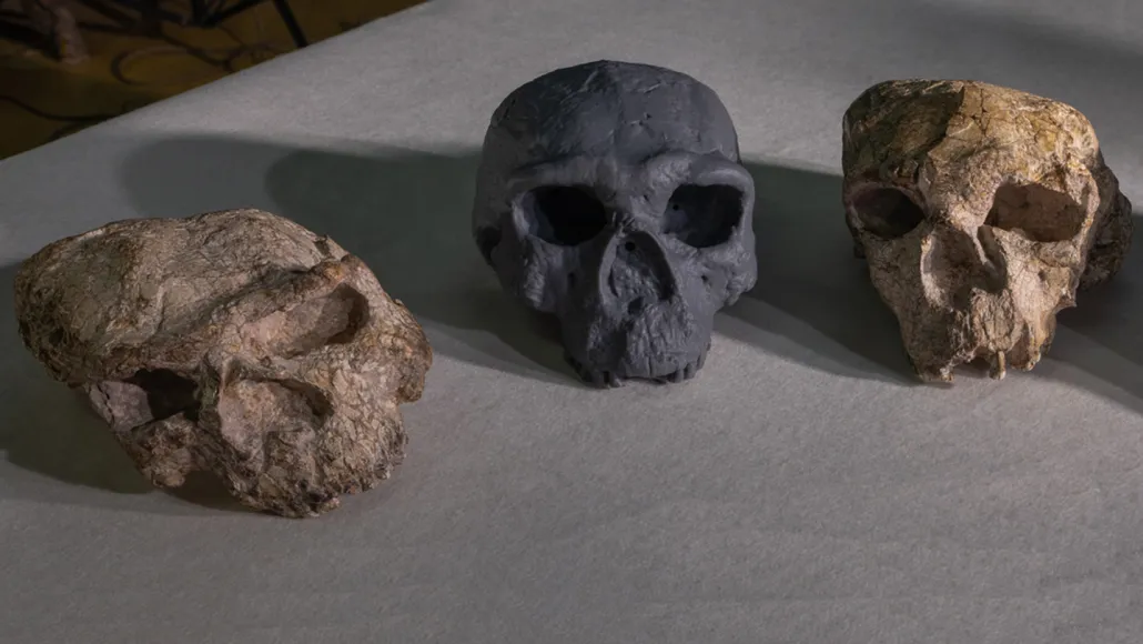 Three skulls sit on a table. One fossil on the left is largely crushed. One on the right is slightly deformed. In the center, a gray reconstruction depicts what the one on the right would have originally looked like.
