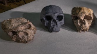 Three skulls sit on a table. One fossil on the left is largely crushed. One on the right is slightly deformed. In the center, a gray reconstruction depicts what the one on the right would have originally looked like.
