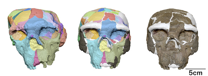 Three images of a skull on a white background show how researchers digitally reconstructed it from a partially crushed remain to how it would have looked. The ones on the left and middle are a colorful patchwork of colors while the one on the left is mostly brown bone colored.