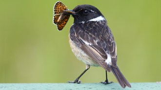 A small bird with dark brown and white plumage perches on a surface, holding an orange-and-black butterfly in its beak