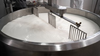 Milk in a silver vat being prepped for pasteurization.