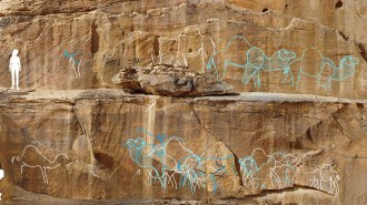 A rock face with life-size rock art engravings of camels found in the Arabian Desert with the silhouette of a woman overlayed on the image for scale.