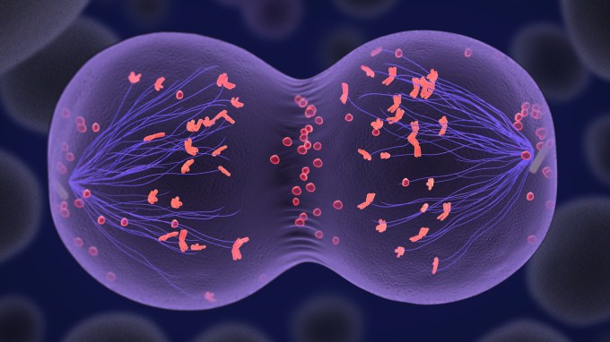 An artist rendering of a translucent purple cell with bright orange chromosomes going through meiosis.