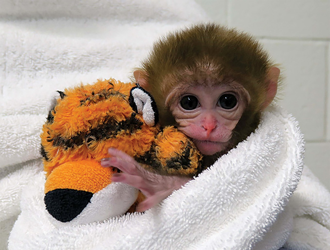 A photo of Tiger the macaque