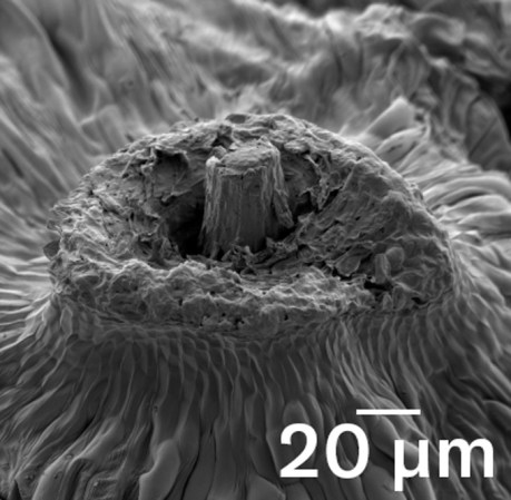 This closeup black-and-white image of where a seed attaches to a dandelion head looks a little like a horseshoe shaped crater.