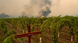 Grapevines grow in rows in the foreground of this view of a winery, while the sky is filled with smoke from a nearby wildfire. A stucture burns in the background.