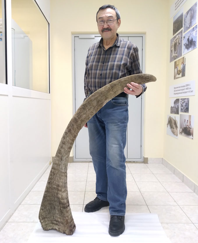 A man stands next to a giant curving horn, the longest one ever found from a woolly rhino. It comes up to his elbow.