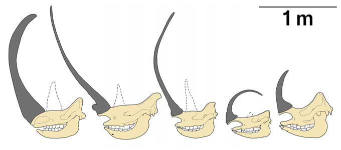 Profile drawings of the heads of five different rhino species, living and extinct are in a line facing left to compare the sizes of their horns, which are drawn in dark gray while the skulls are more yellowish.