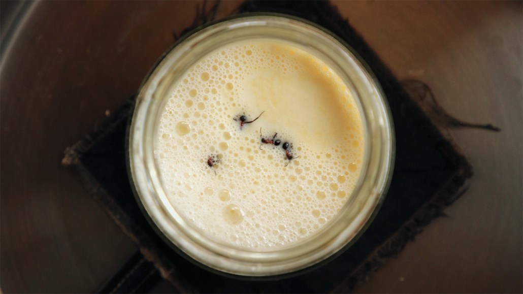 A jar of milk is photographed from above. Four small ants with black bodies are floating in the milk amid bubbles. The ants' abdomens are brownish red.