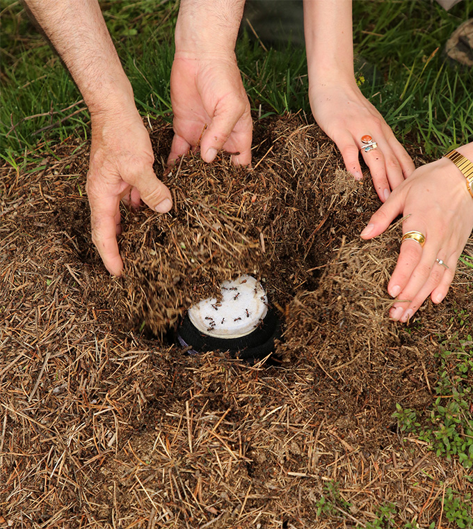 The photo shows four hands from two people filling a hole with straw-filled dirt. Inside the hole, which is part of an anthill, is a jar of milk. The jar is covered with white cheese cloth that ants are crawling on.