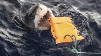 a photograph of great white nearly biting a yellow flotation device