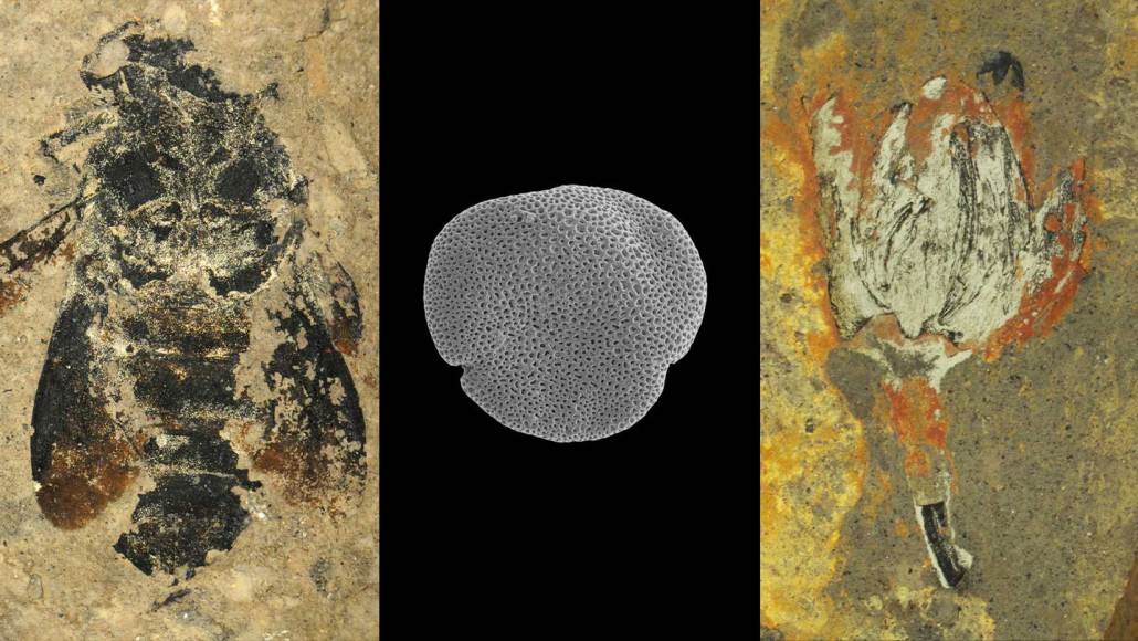 Left: A fossilized bee in a sandy-colored rock. Middle: A porous gray shape on a black background. Right: A fossilized flower in a rock