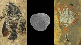 Left: A fossilized bee in a sandy-colored rock. Middle: A porous gray shape on a black background. Right: A fossilized flower in a rock