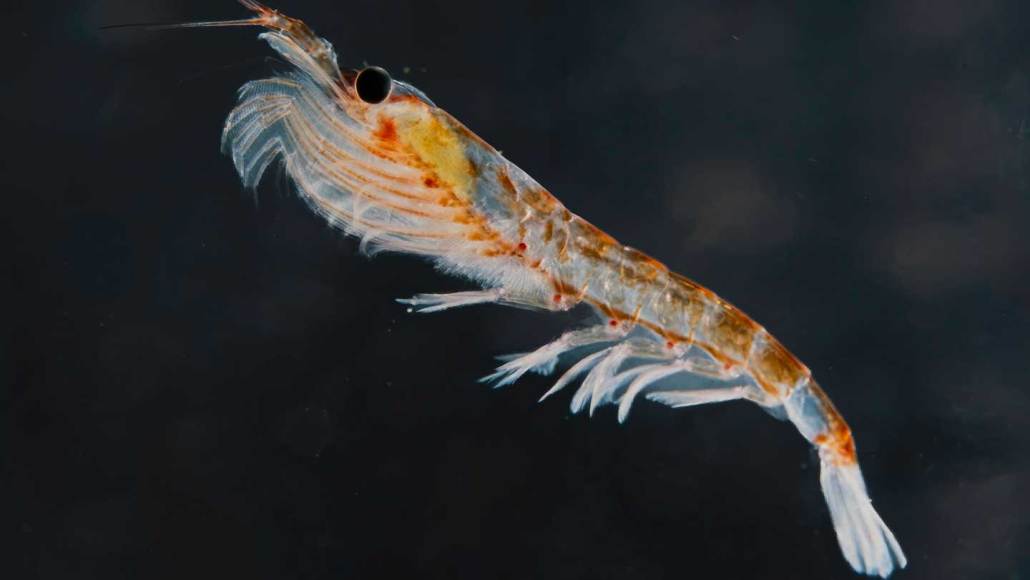 Antarctic krill help sequester carbon through their poop as well as through pellets of leftover food they reject.